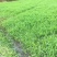 小米草种子耐高温耐水淹鱼虾蟹高产牧草种籽池塘水稻田