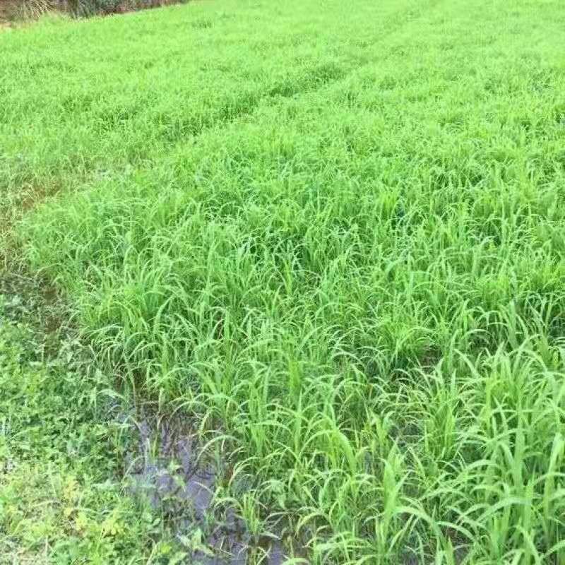 小米草种子耐高温耐水淹鱼虾蟹高产牧草种籽池塘水稻田