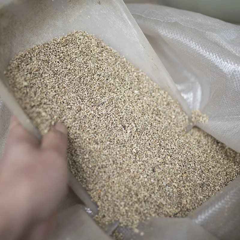 小米草种子耐高温耐水淹鱼虾蟹高产牧草种籽池塘水稻田