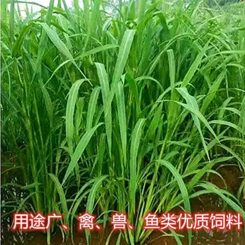 小米草种子耐高温耐水淹鱼虾蟹高产牧草种籽池塘水稻田