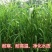 小米草种子耐高温耐水淹鱼虾蟹高产牧草种籽池塘水稻田