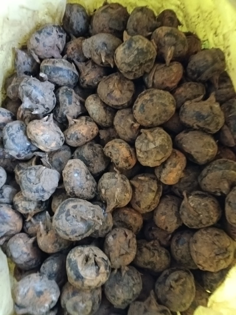 马蹄
