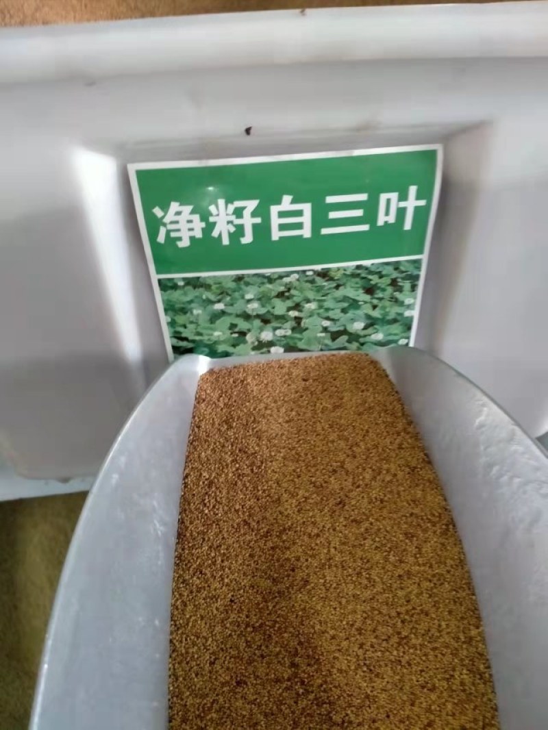 白三叶草种子红三叶心形草多年生进口草籽四季青草坪果园牧草