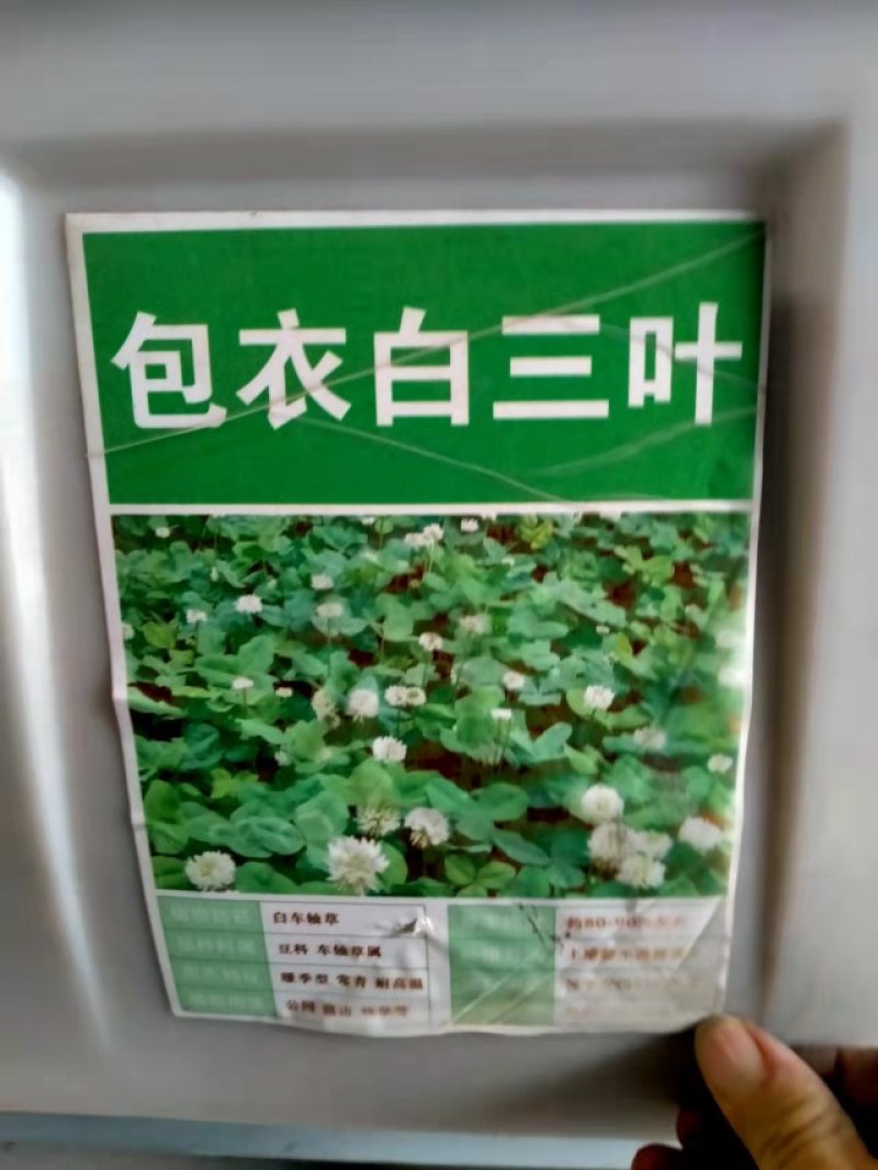 白三叶草种子红三叶心形草多年生进口草籽四季青草坪果园牧草