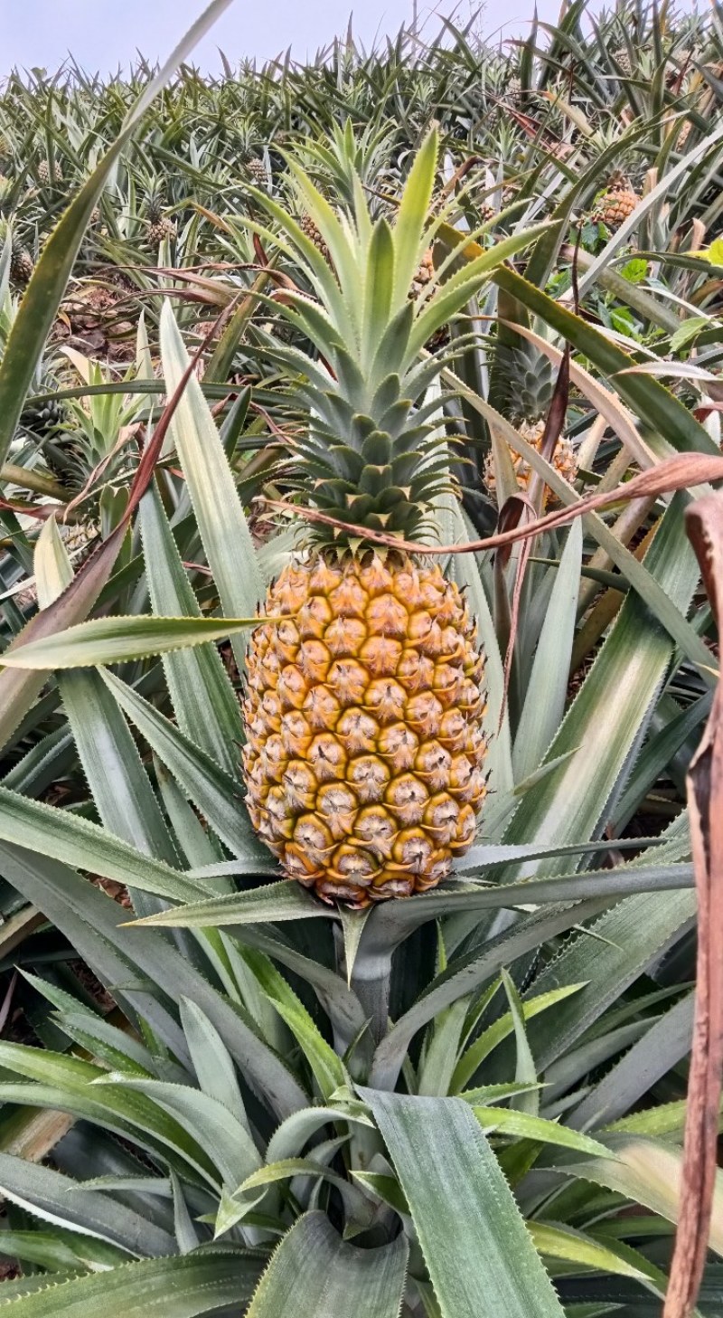 云南香水菠萝一手货源产地直发可一件代发可整车走货