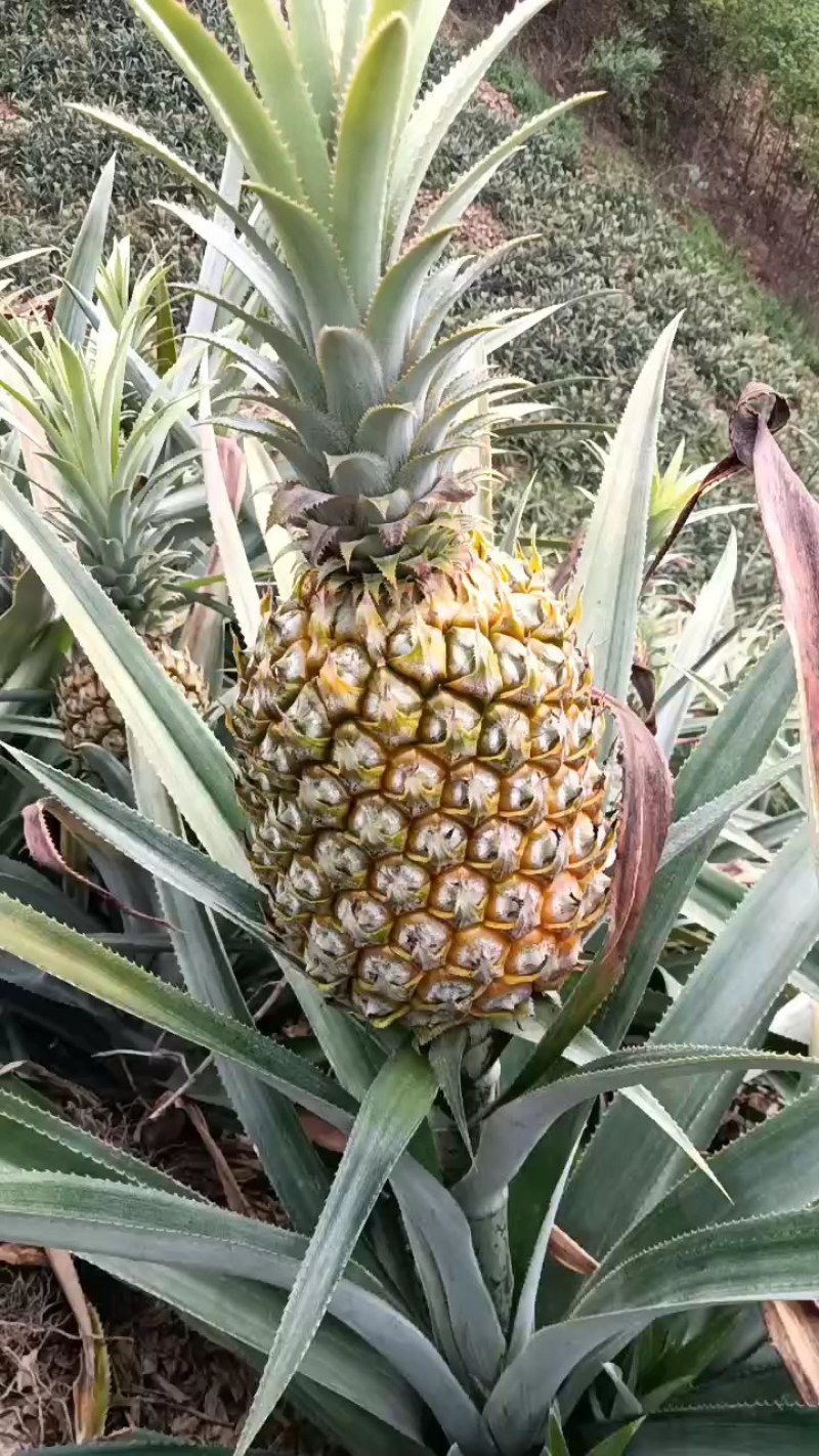 云南香水菠萝一手货源产地直发可一件代发可整车走货