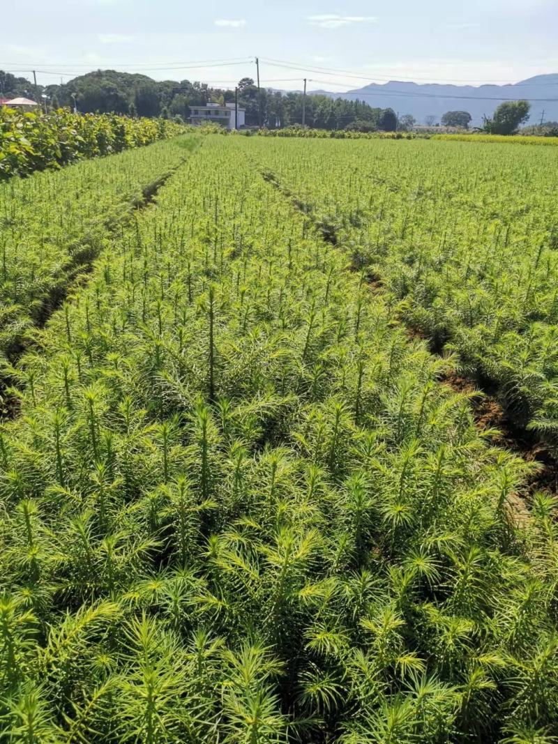 30一50公分杉木苗，杉树苗，基地直供批发，质量保证
