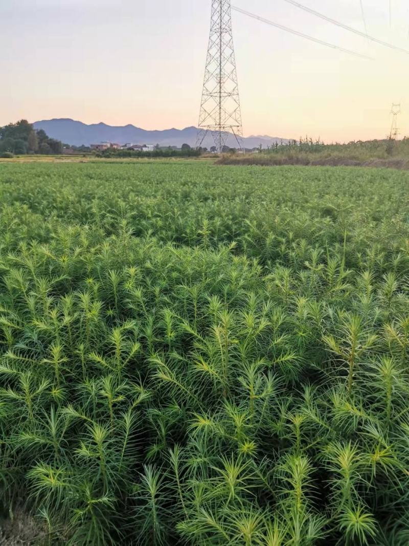 30一50公分杉木苗，杉树苗，基地直供批发，质量保证