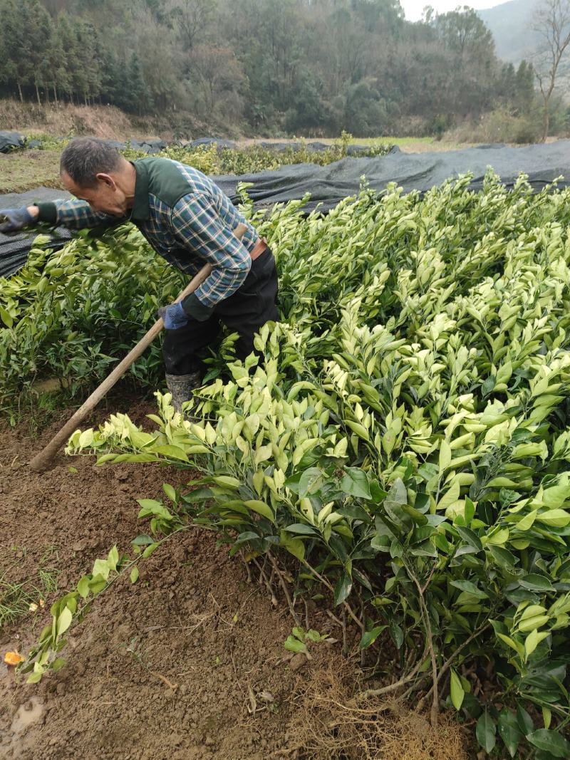 由良蜜桔苗