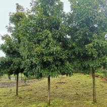 金丝楠木1公分-10公分苗木，树直漂亮，便宜。