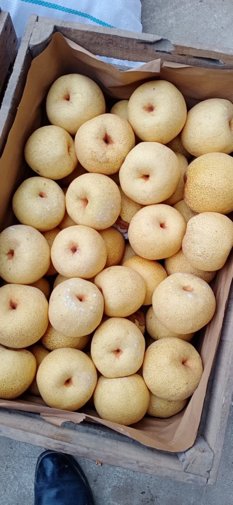 【精品】砀山酥梨，各种规格，精品货源，产地直供诚信做生意