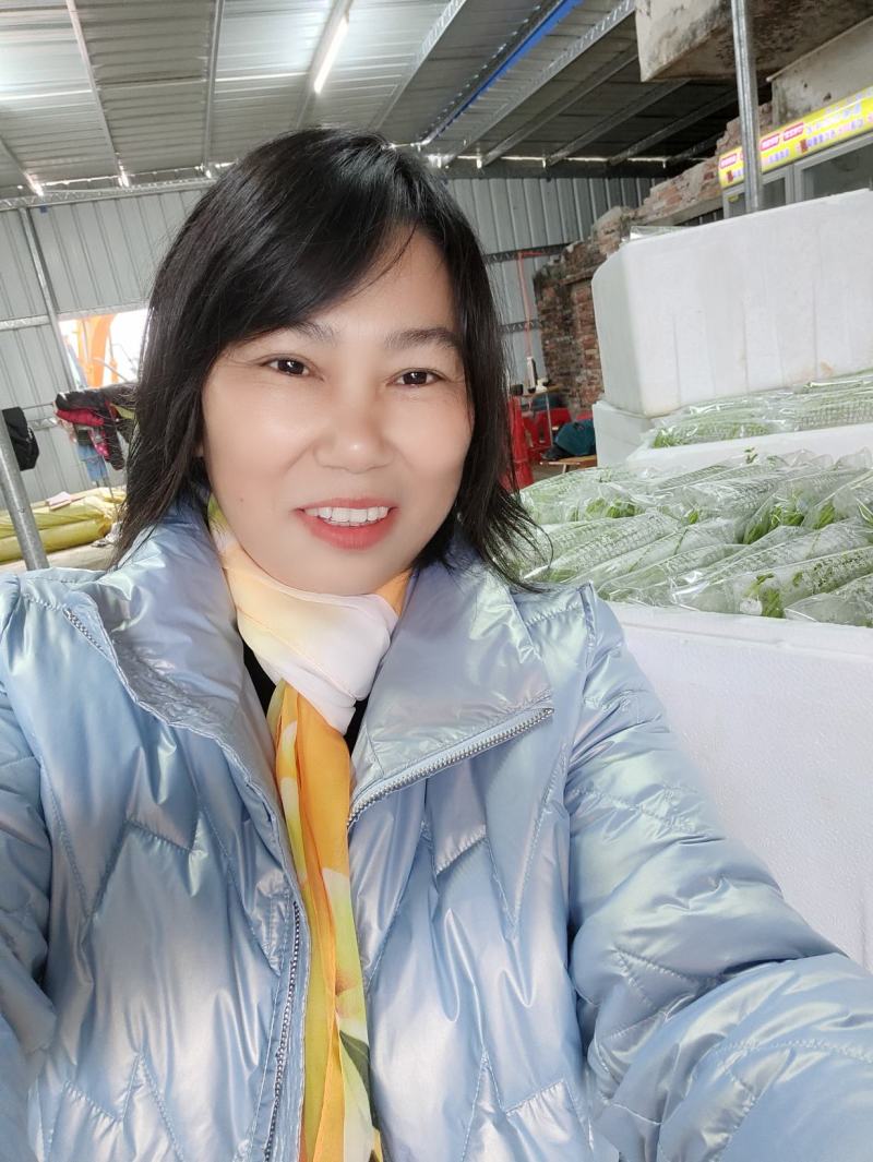 台湾野莲菜