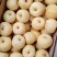 【精品】砀山酥梨，各种规格，精品货源，产地直供诚信做生意