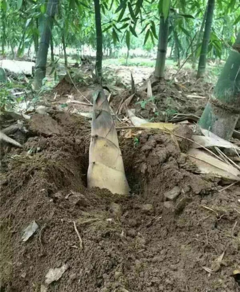 新鲜麻竹笋每日供应10吨，一手货源无中间商赚差价