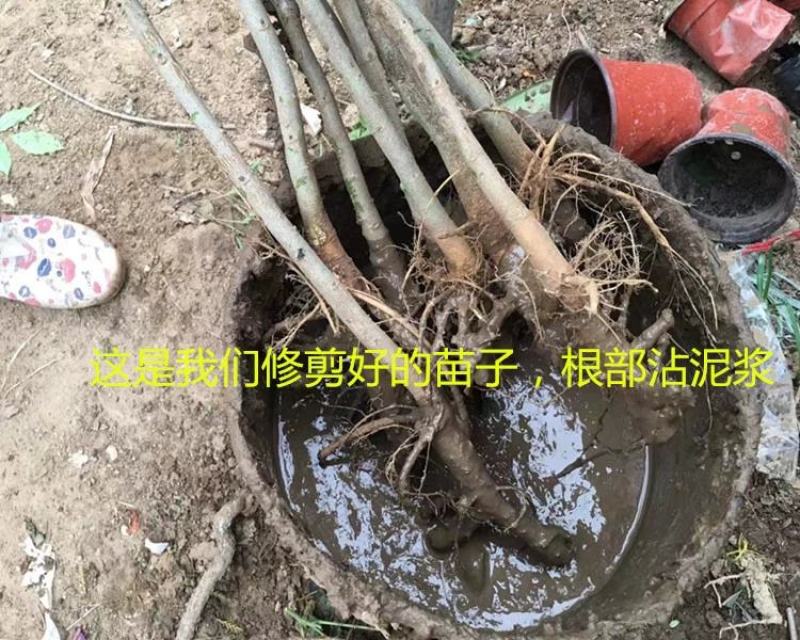 紫藤苗萝爬藤植物庭院围墙攀援四季盆栽花卉紫藤树苗紫藤树苗