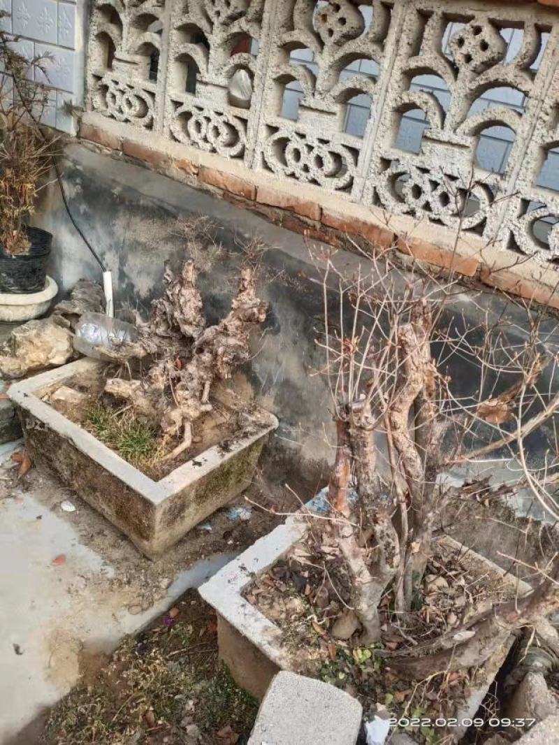 杜鹃。(映山红)，生长在大山里面。被称为花后。好种好看，