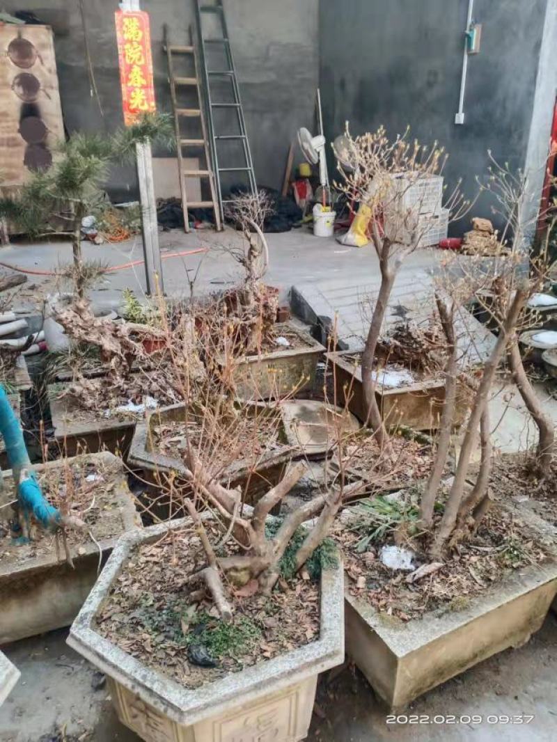 杜鹃。(映山红)，生长在大山里面。被称为花后。好种好看，