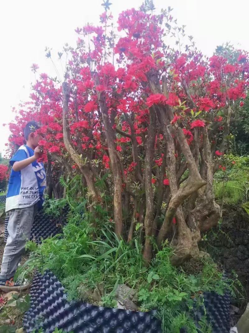 杜鹃。(映山红)，生长在大山里面。被称为花后。好种好看，