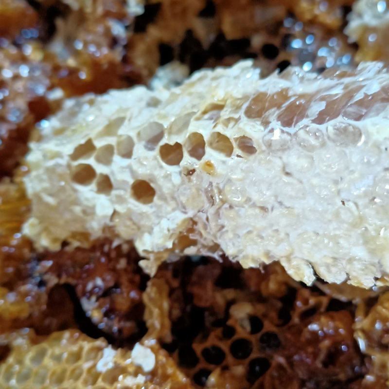 今天又找了一窝还有点蜜。家里还有纯野生中蜂土冬蜜