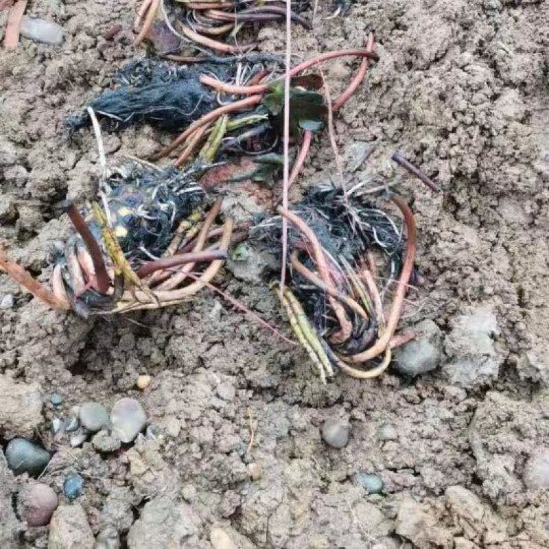 【好货】基地直发精品睡莲苗现挖现发保质保量包成活