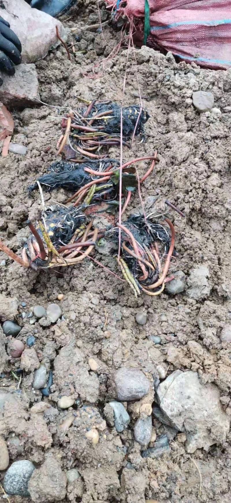 【好货】基地直发精品睡莲苗现挖现发保质保量包成活