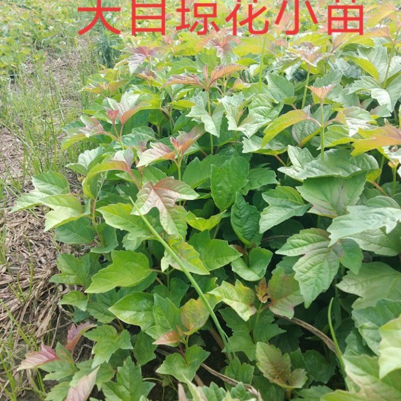 天目琼花(佛头花、鸡树条夹迷)小苗，工程苗基地。