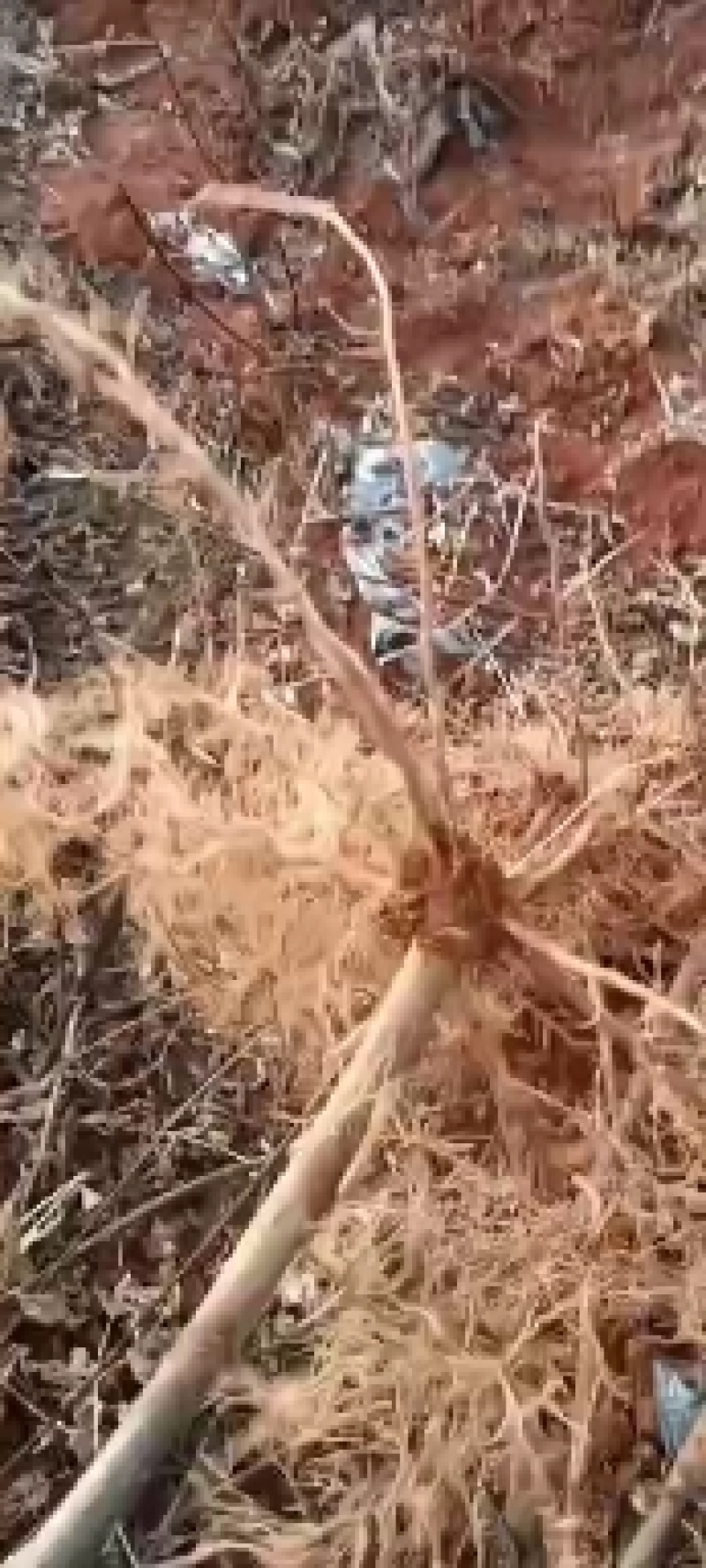 中花吴茱萸根发苗