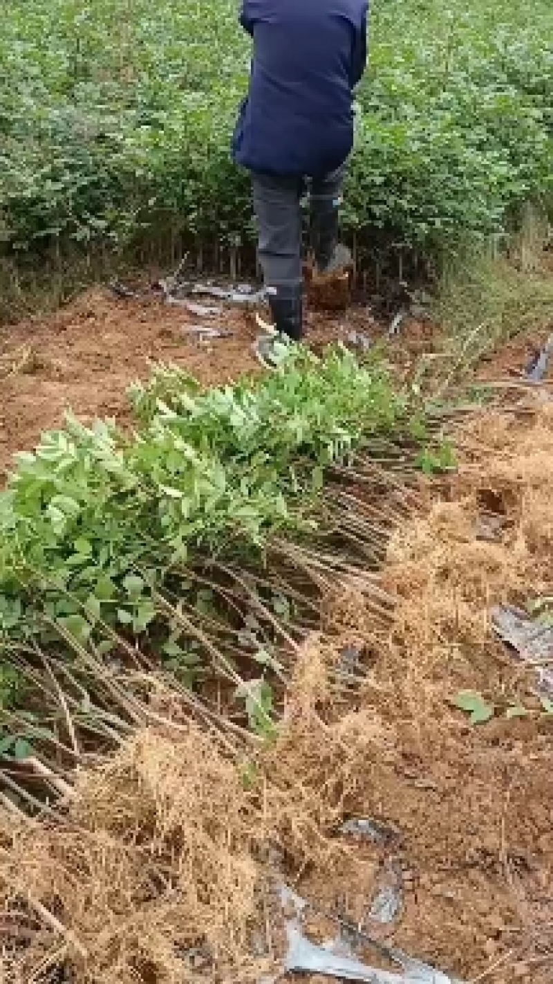 中花吴茱萸根发苗