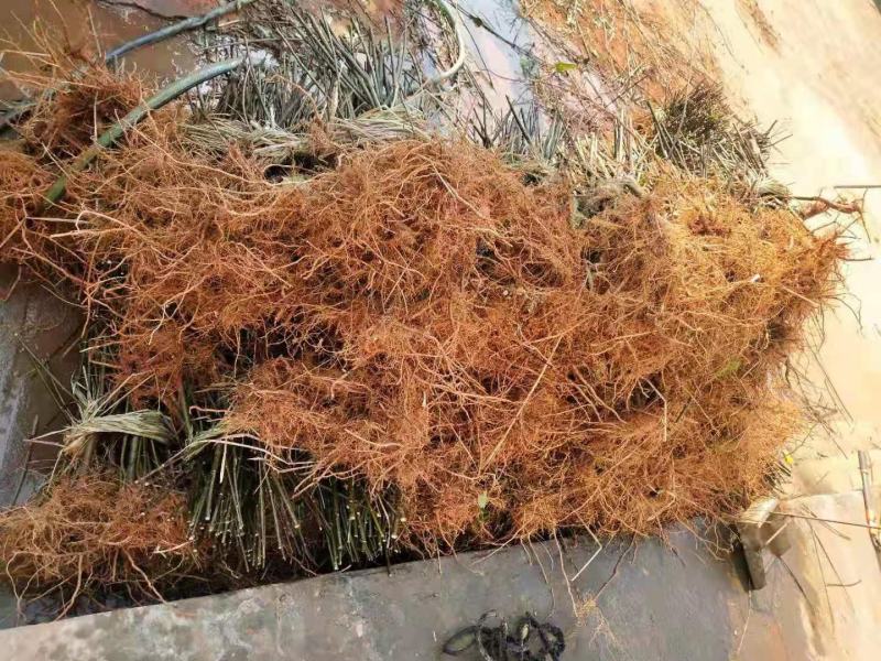 中花吴茱萸根发苗