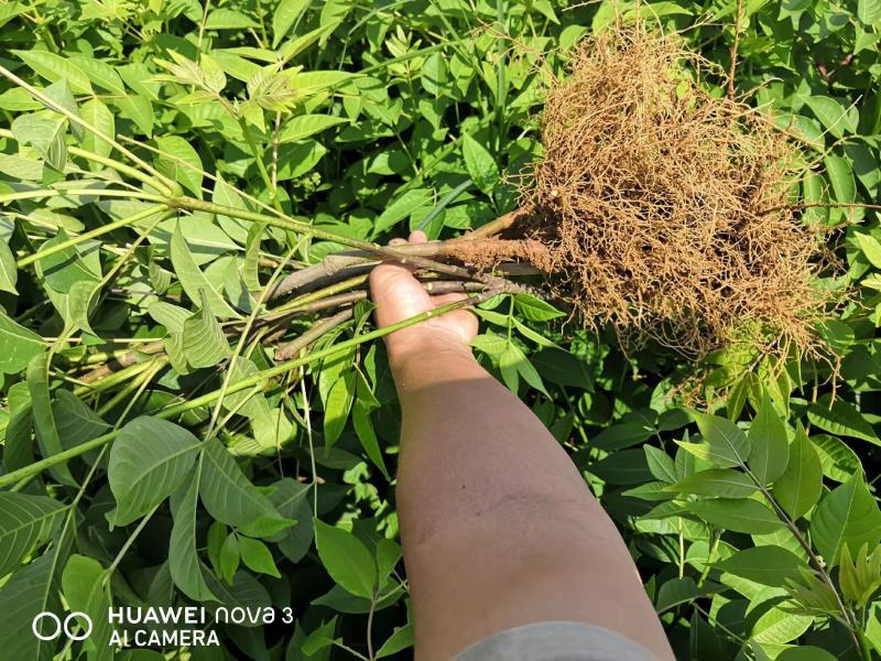 中花吴茱萸根发苗