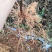 中花吴茱萸根发苗