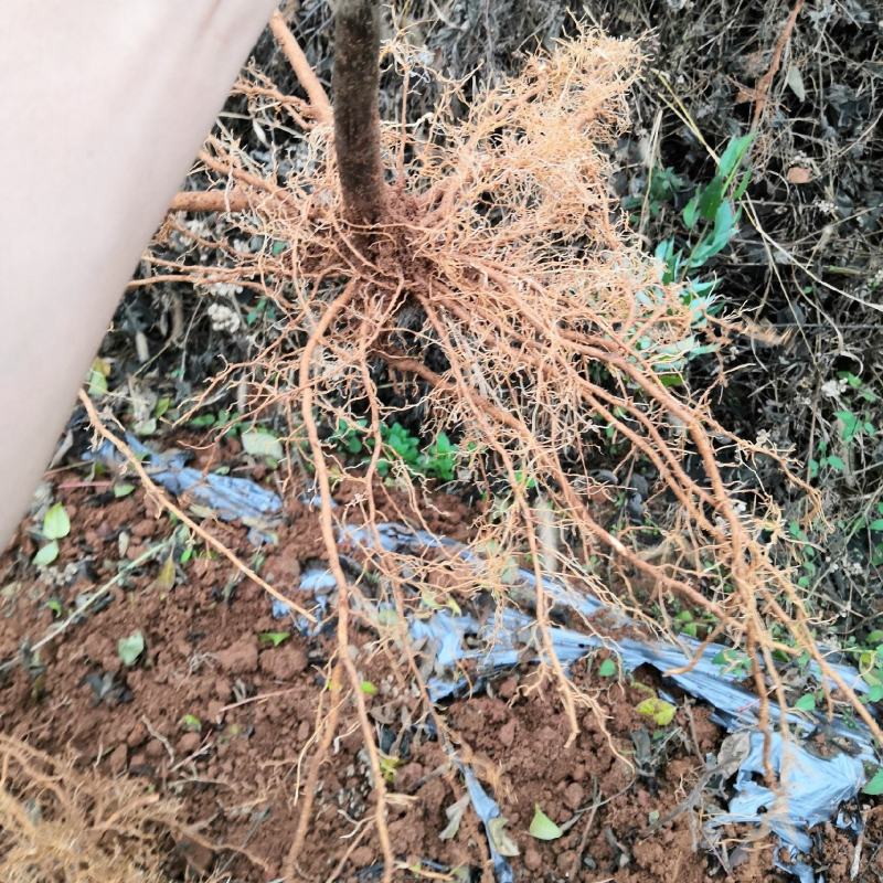 中花吴茱萸根发苗