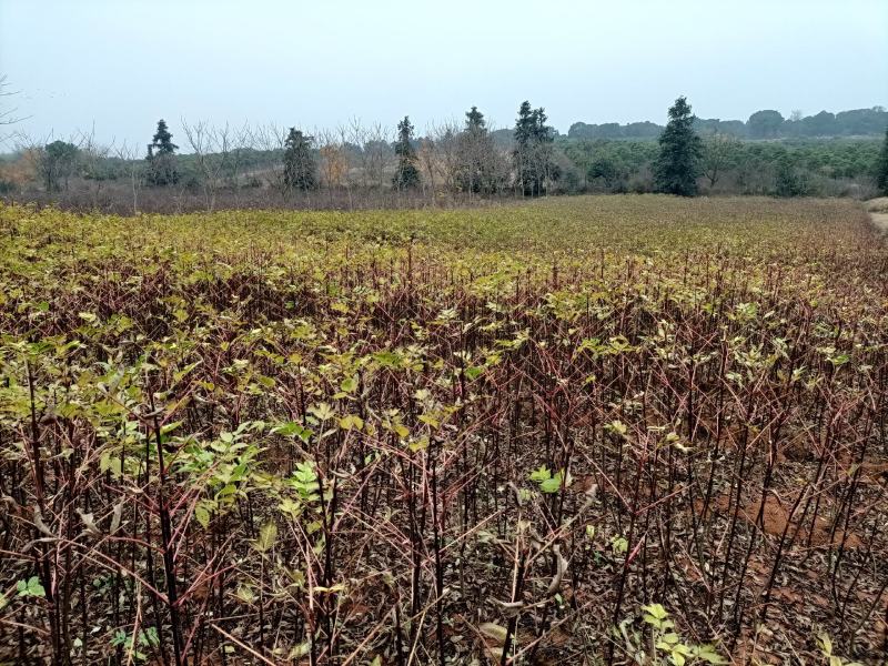 中花吴茱萸根发苗