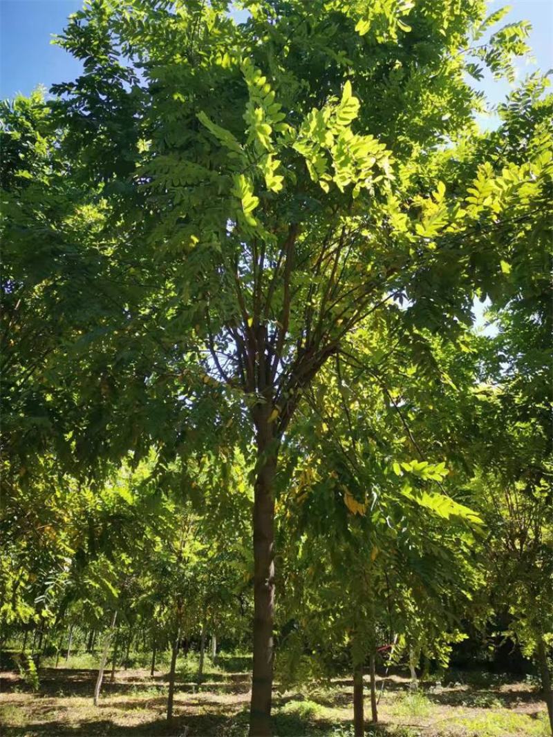 河北红花刺槐6-7-8公分红花刺槐/红花洋槐发货快