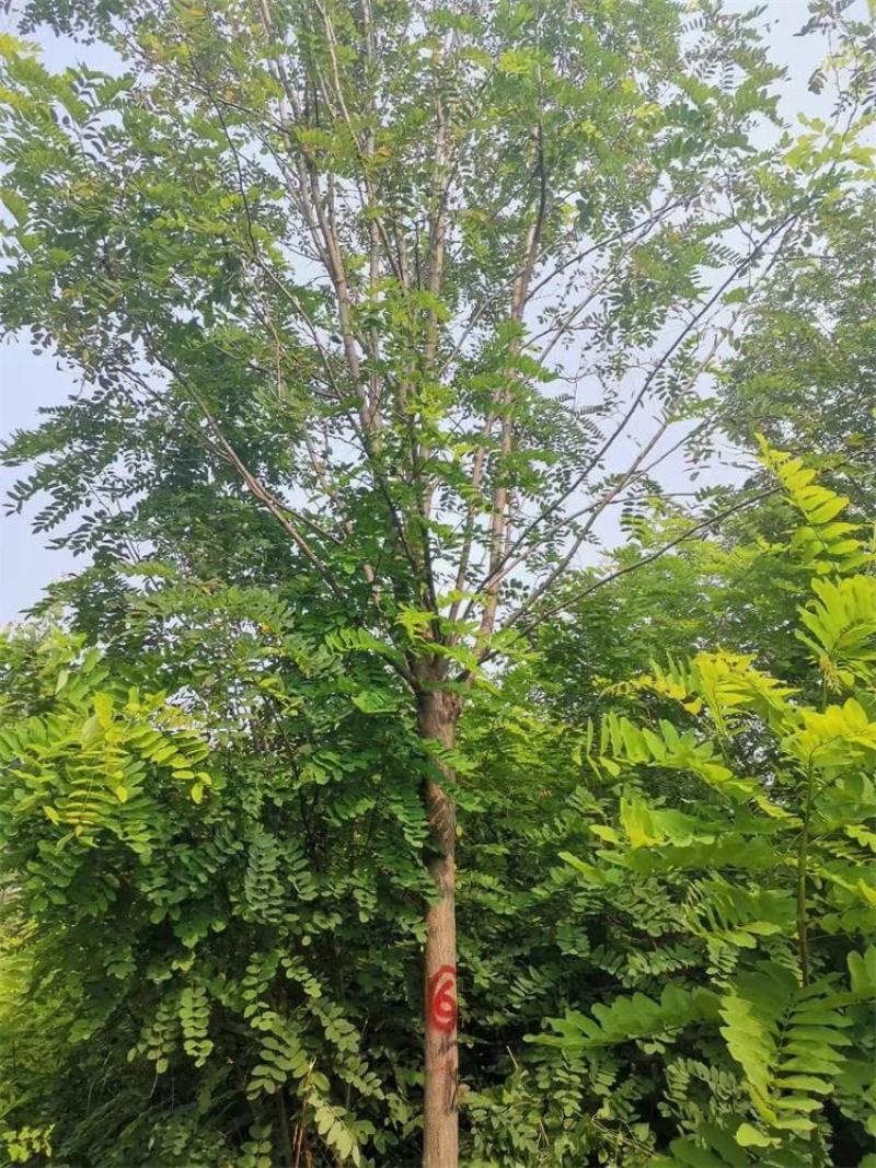 河北红花刺槐6-7-8公分红花刺槐/红花洋槐发货快