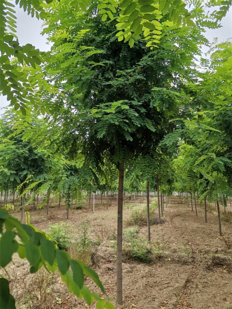 河北红花刺槐6-7-8公分红花刺槐/红花洋槐发货快