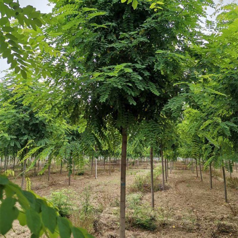 河北红花刺槐6-7-8公分红花刺槐/红花洋槐发货快