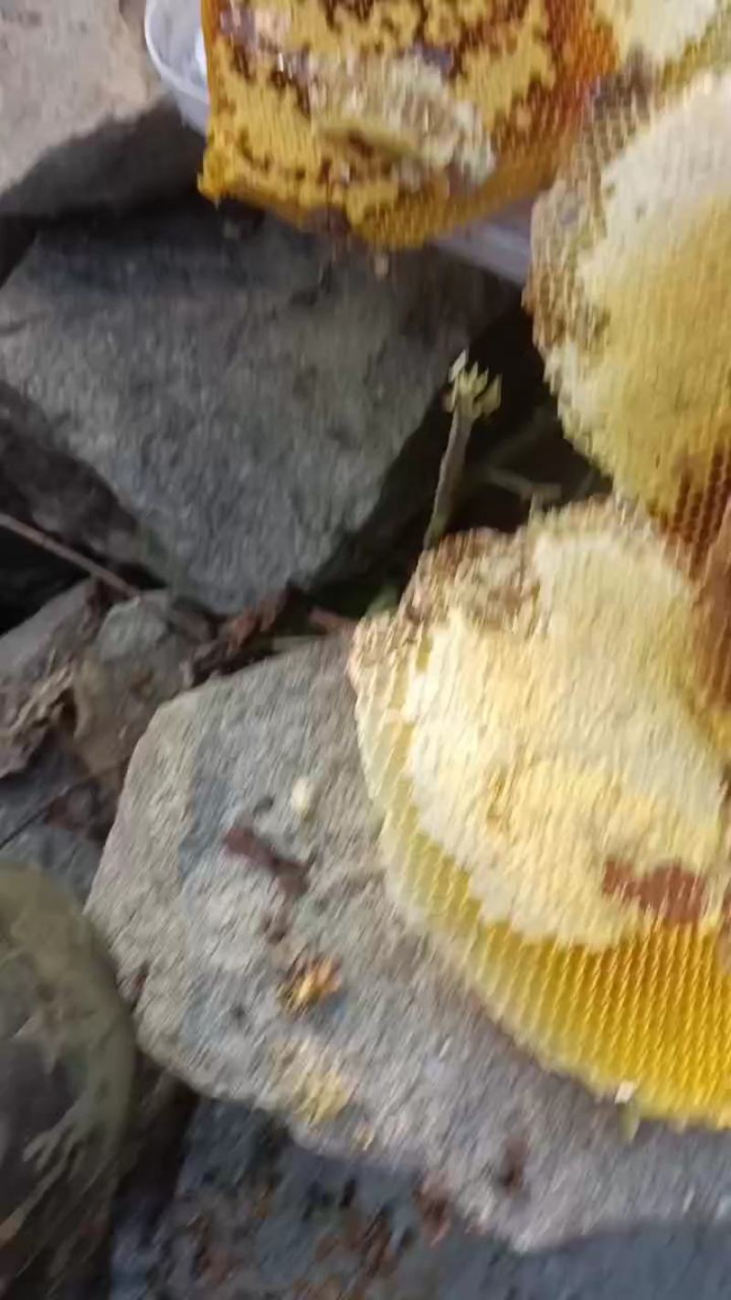 纯野生土蜂蜜品质保证口感清爽全部经过280目滤网过滤好的