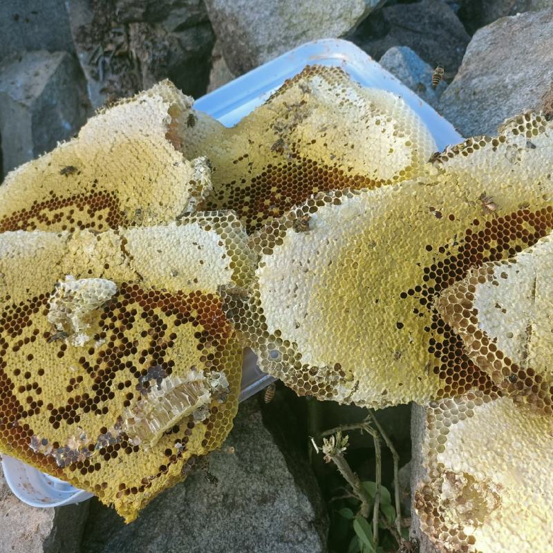 纯野生土蜂蜜品质保证口感清爽全部经过280目滤网过滤好的