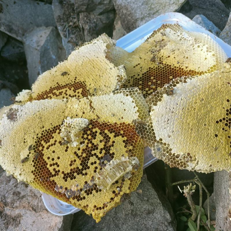 纯野生土蜂蜜品质保证口感清爽全部经过280目滤网过滤好的