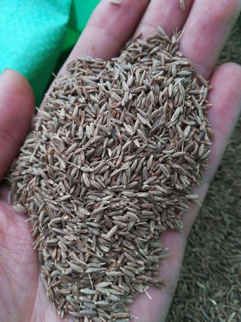 孜然新疆孜然可打粉香料调料卤肉料中药材火锅料