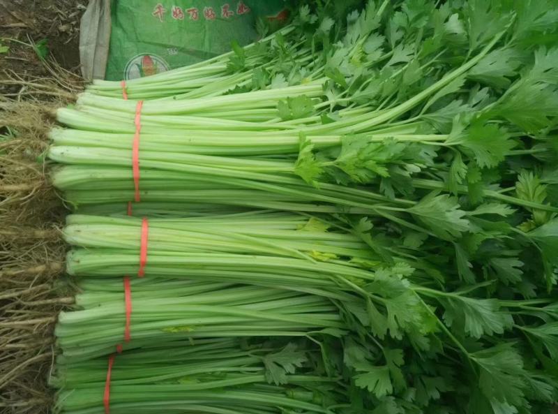 聊城东昌府区山芹产地