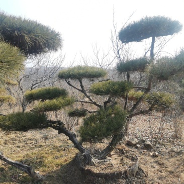造型景观松，基地量大，质量好，价格低，欢迎来选购