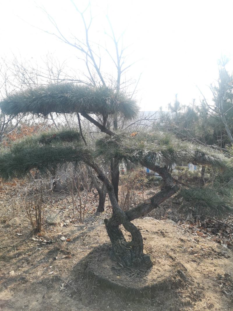 造型景观松，基地量大，质量好，价格低，欢迎来选购