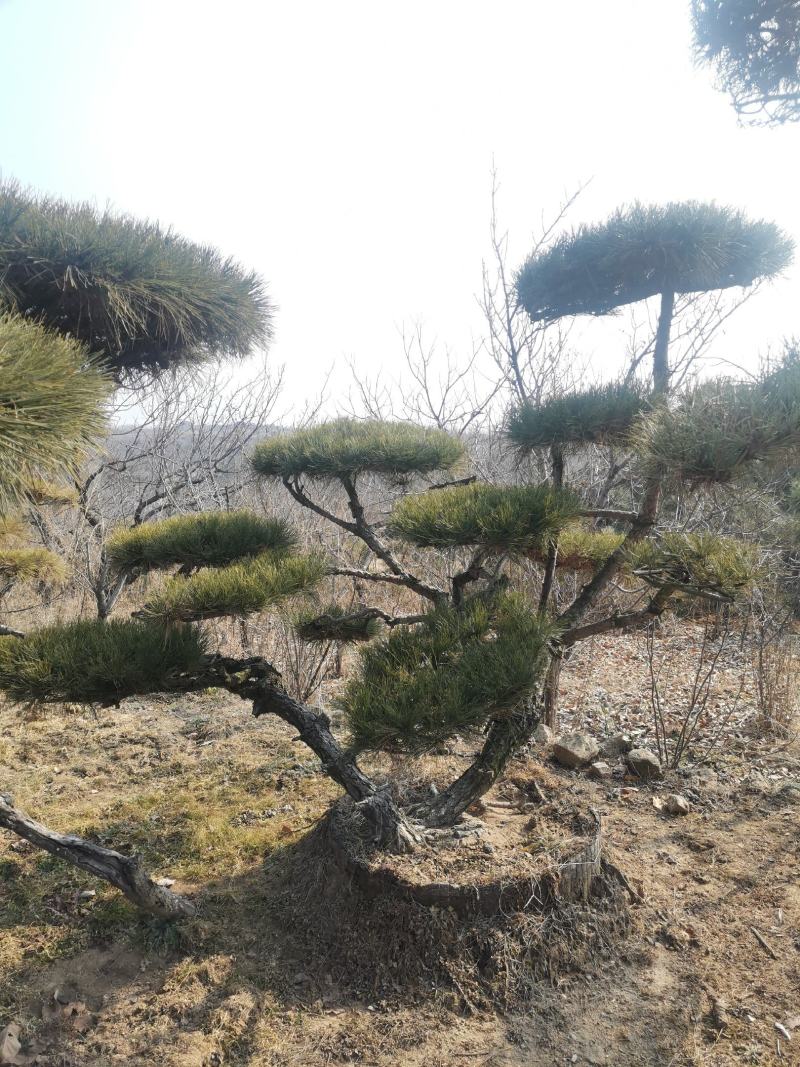 造型景观松，基地量大，质量好，价格低，欢迎来选购