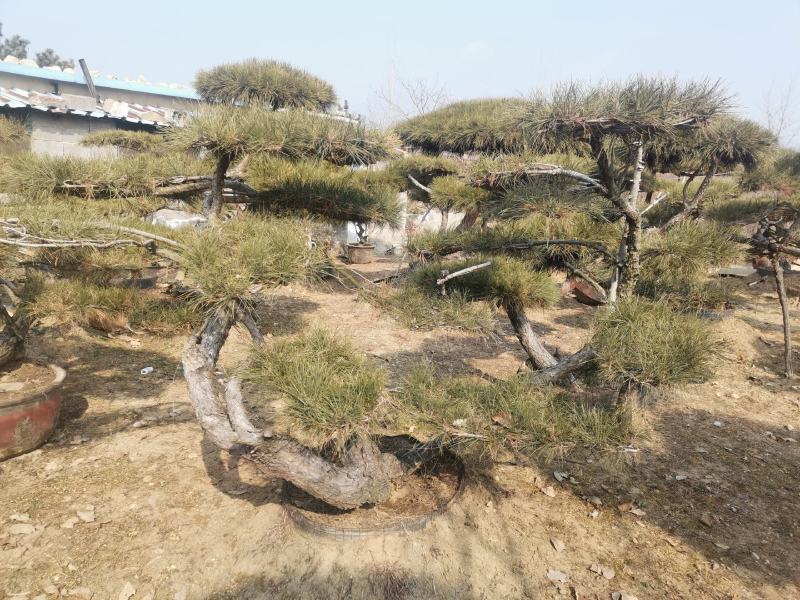 造型景观松，基地量大，质量好，价格低，欢迎来选购
