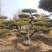 造型景观松，基地量大，质量好，价格低，欢迎来选购