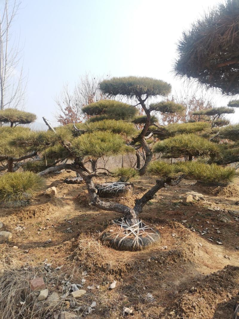 造型景观松，基地量大，质量好，价格低，欢迎来选购