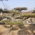 造型景观松，基地量大，质量好，价格低，欢迎来选购