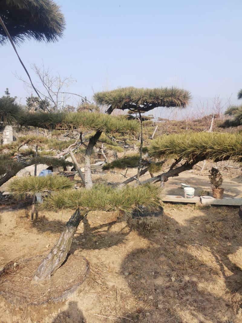 造型景观松，基地量大，质量好，价格低，欢迎来选购